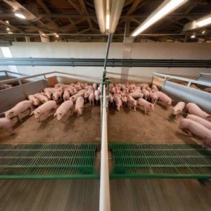 Low Price Steel Structure Pig Farming House Automatic Hog Shed Prefab Pig Pen Feeding System Pig House Kits Frame Cow Shed