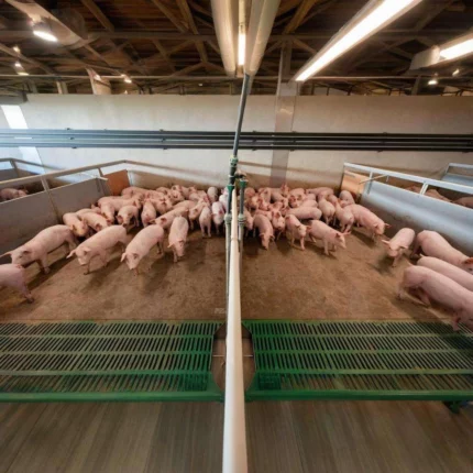 Low Price Steel Structure Pig Farming House Automatic Hog Shed Prefab Pig Pen Feeding System Pig House Kits Frame Cow Shed