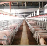 Low Price Steel Structure Pig Farming House Automatic Hog Shed Prefab Pig Pen Feeding System Pig House Kits Frame Cow Shed