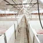 Low Price Steel Structure Pig Farming House Automatic Hog Shed Prefab Pig Pen Feeding System Pig House Kits Frame Cow Shed