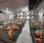 PEB Galvanized Steel Structure Modern Pig Farming Automatic Hog Shed Prefab Pig Pen Feeding System Cow Shed 30-Year Warranty
