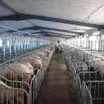 PEB Galvanized Steel Structure Modern Pig Farming Automatic Hog Shed Prefab Pig Pen Feeding System Cow Shed 30-Year Warranty