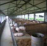 PEB Galvanized Steel Structure Modern Pig Farming Automatic Hog Shed Prefab Pig Pen Feeding System Cow Shed 30-Year Warranty