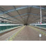 Poultry Farm for 10000 Chicken/Poultry House for 20000 Chickens Duck Poultry Raising Steel Farm Cheap Chicken Husbandry