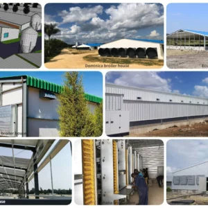 Broiler Chicken Husbandry Poultry Farm for 10000 Chicken/Poultry House for 20000 Chickens Dual-Purpose Poultry Farm