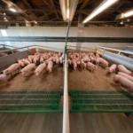 Modern Pig Farming House Automatic Hog Shed Prefab Pig Feeding System Pig House Kits Frame Building Steel Structure Workshop