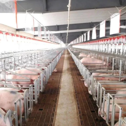 Modern Pig Farming House Automatic Hog Shed Prefab Pig Feeding System Pig House Kits Frame Building Steel Structure Workshop