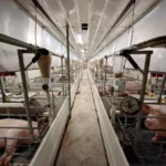 Modern Pig Farming House Automatic Hog Shed Prefab Pig Feeding System Pig House Kits Frame Building Steel Structure Workshop